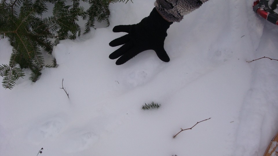 Wolf Tracks